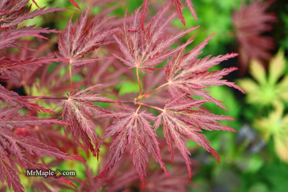 '- Acer palmatum 'Shojo shidare' Japanese Maple - Mr Maple │ Buy Japanese Maple Trees