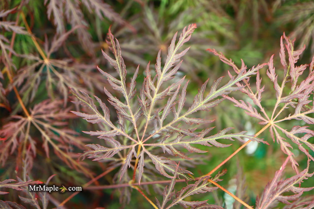 '- Acer palmatum 'Shojo shidare' Japanese Maple - Mr Maple │ Buy Japanese Maple Trees