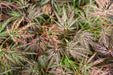 '- Acer palmatum 'Shojo shidare' Japanese Maple - Mr Maple │ Buy Japanese Maple Trees