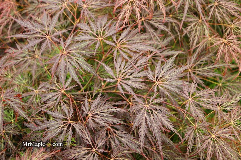 - Acer palmatum 'Shojo shidare' Japanese Maple - Mr Maple │ Buy Japanese Maple Trees