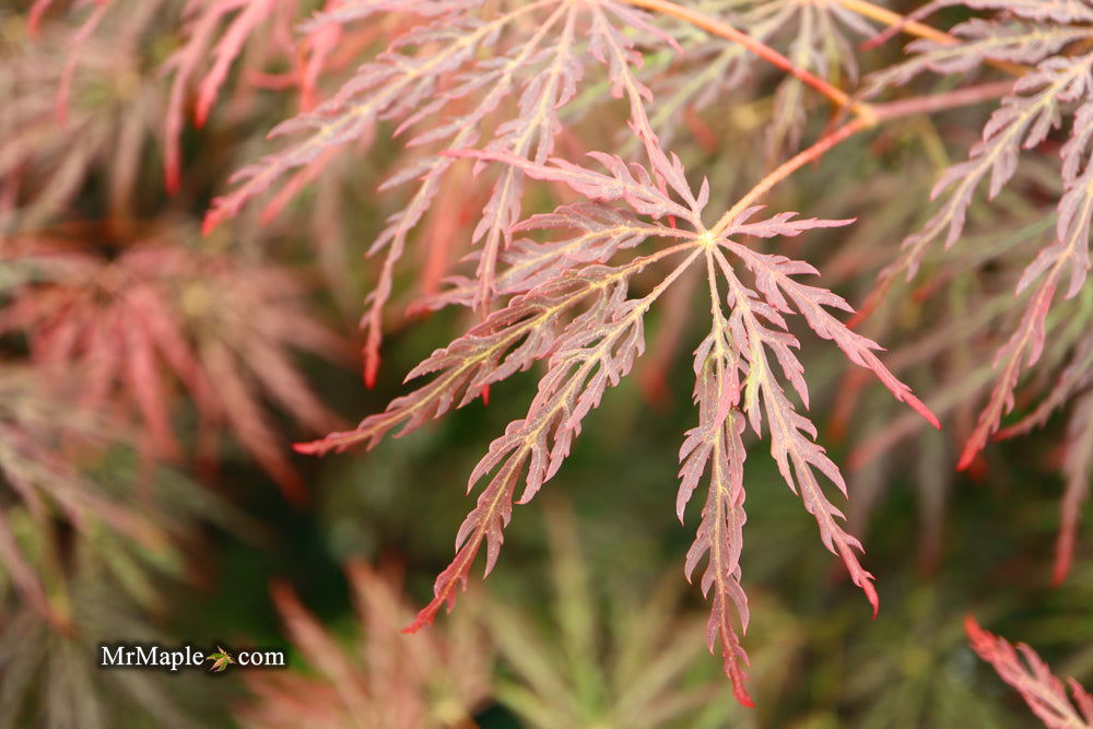 '- Acer palmatum 'Shojo shidare' Japanese Maple - Mr Maple │ Buy Japanese Maple Trees