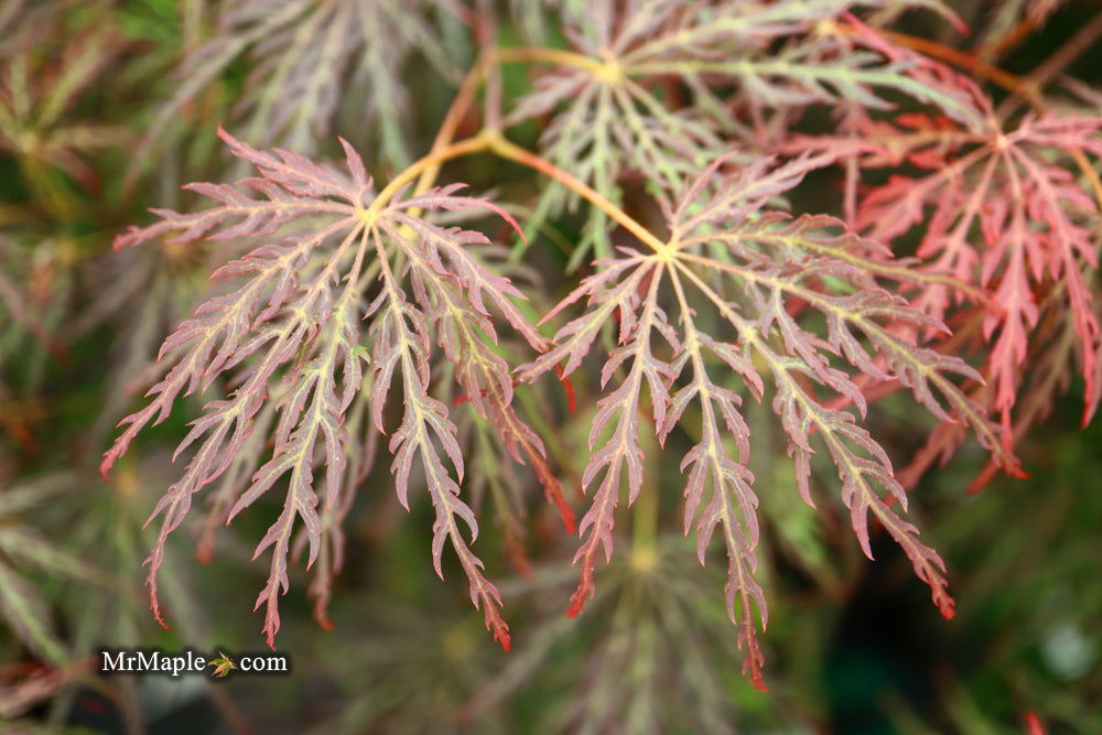 '- Acer palmatum 'Shojo shidare' Japanese Maple - Mr Maple │ Buy Japanese Maple Trees