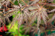 - Acer palmatum 'Shojo shidare' Japanese Maple - Mr Maple │ Buy Japanese Maple Trees