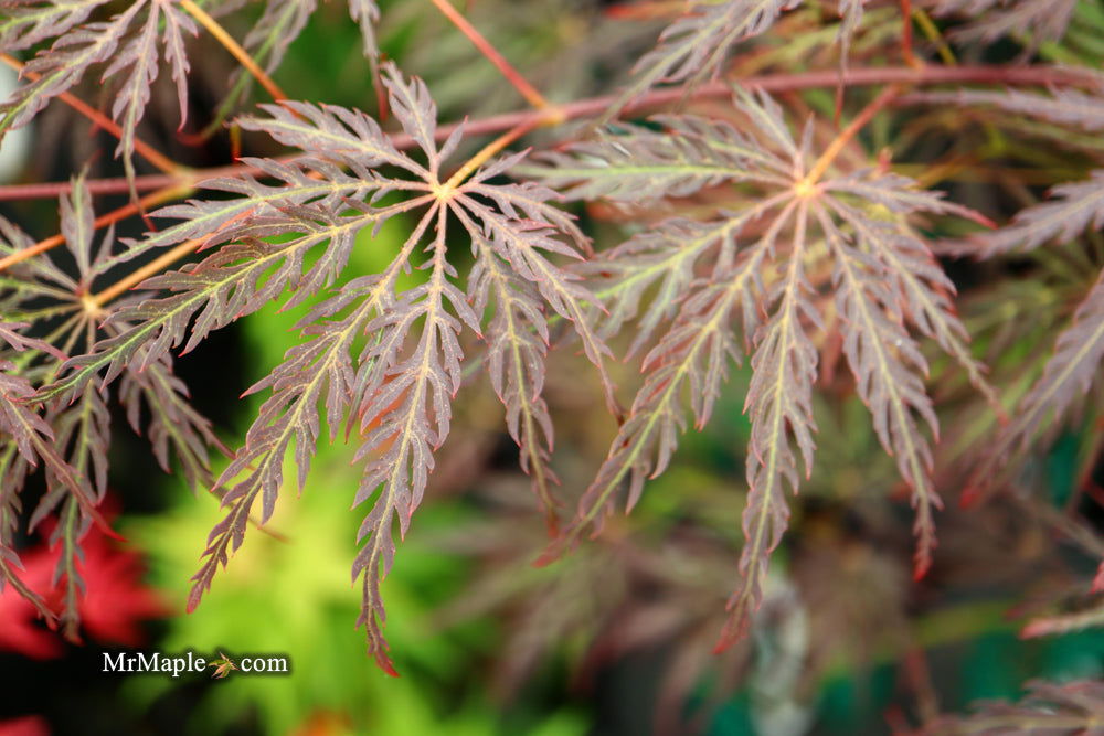 '- Acer palmatum 'Shojo shidare' Japanese Maple - Mr Maple │ Buy Japanese Maple Trees