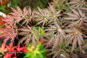 - Acer palmatum 'Shojo shidare' Japanese Maple - Mr Maple │ Buy Japanese Maple Trees