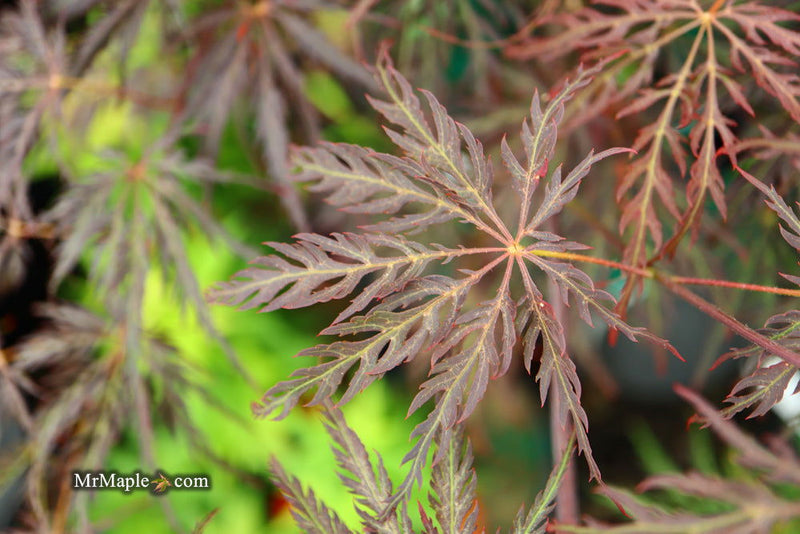 - Acer palmatum 'Shojo shidare' Japanese Maple - Mr Maple │ Buy Japanese Maple Trees