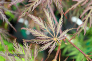 - Acer palmatum 'Shojo shidare' Japanese Maple - Mr Maple │ Buy Japanese Maple Trees