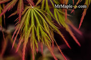 - Acer palmatum 'Shu shidare' Weeping Japanese Maple - Mr Maple │ Buy Japanese Maple Trees