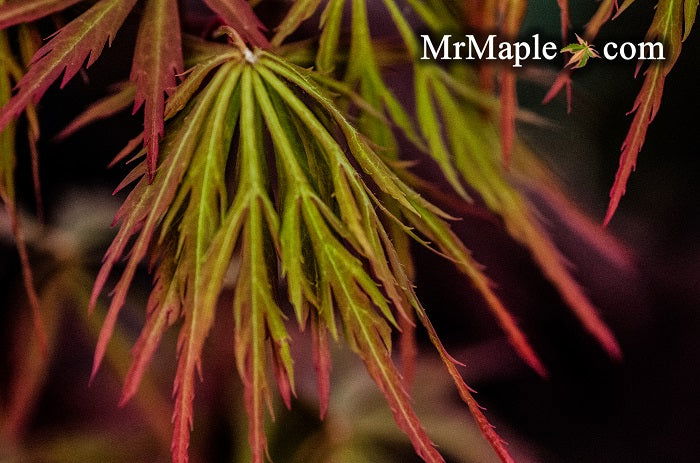 - Acer palmatum 'Shu shidare' Weeping Japanese Maple - Mr Maple │ Buy Japanese Maple Trees