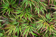 - Acer palmatum 'Shu shidare' Weeping Japanese Maple - Mr Maple │ Buy Japanese Maple Trees