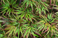 '- Acer palmatum 'Shu shidare' Weeping Japanese Maple - Mr Maple │ Buy Japanese Maple Trees