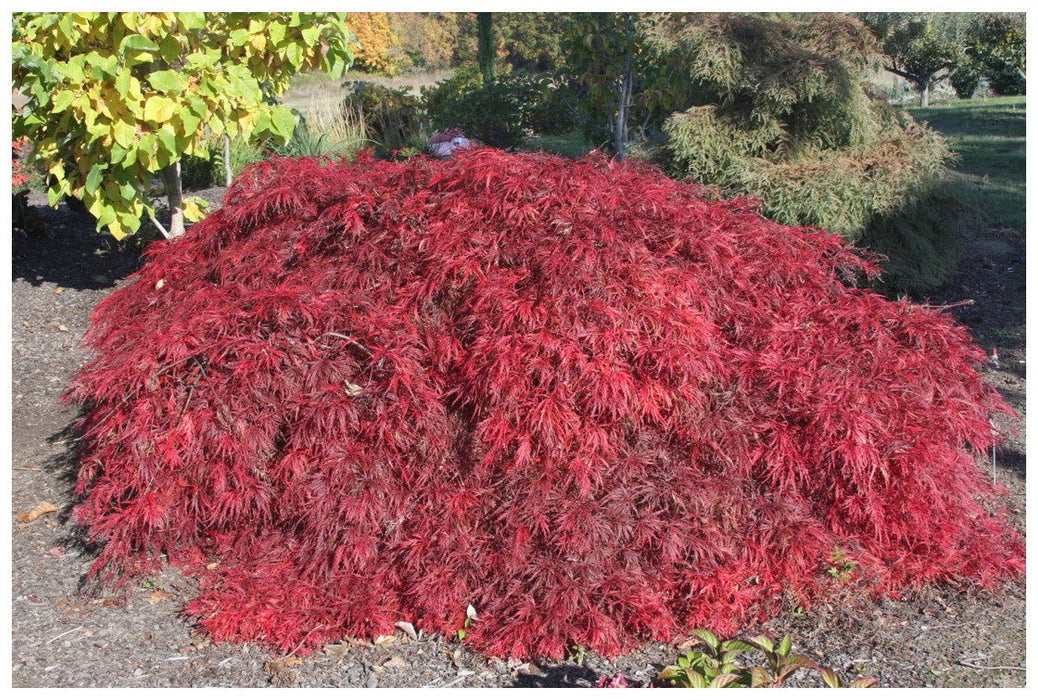 '- Acer palmatum 'Shu shidare' Weeping Japanese Maple - Mr Maple │ Buy Japanese Maple Trees