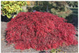 '- Acer palmatum 'Shu shidare' Weeping Japanese Maple - Mr Maple │ Buy Japanese Maple Trees