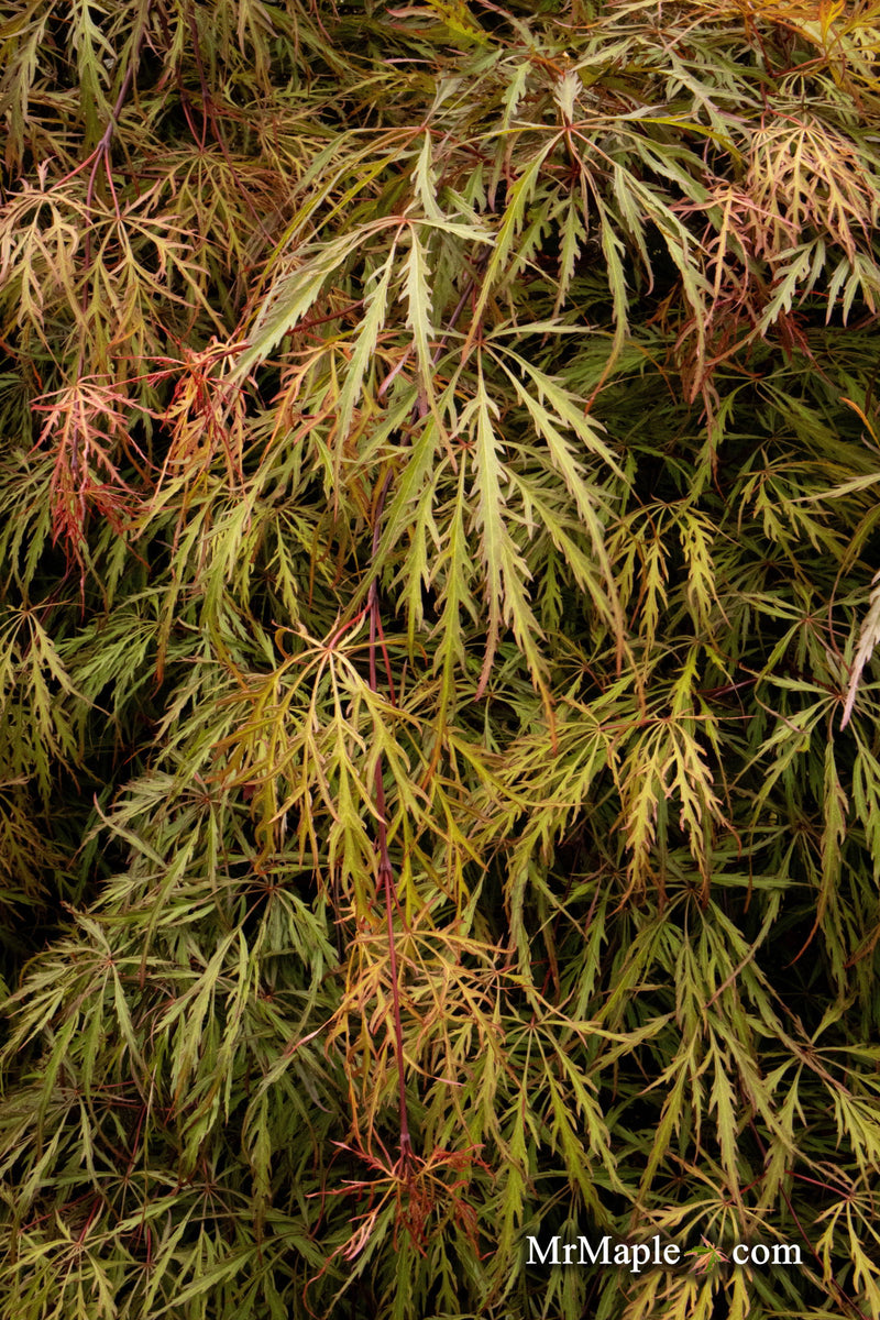 - Acer palmatum 'Shu shidare' Weeping Japanese Maple - Mr Maple │ Buy Japanese Maple Trees