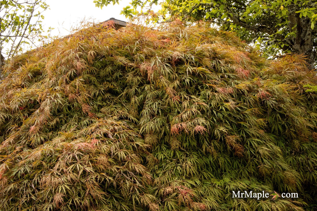 '- Acer palmatum 'Shu shidare' Weeping Japanese Maple - Mr Maple │ Buy Japanese Maple Trees