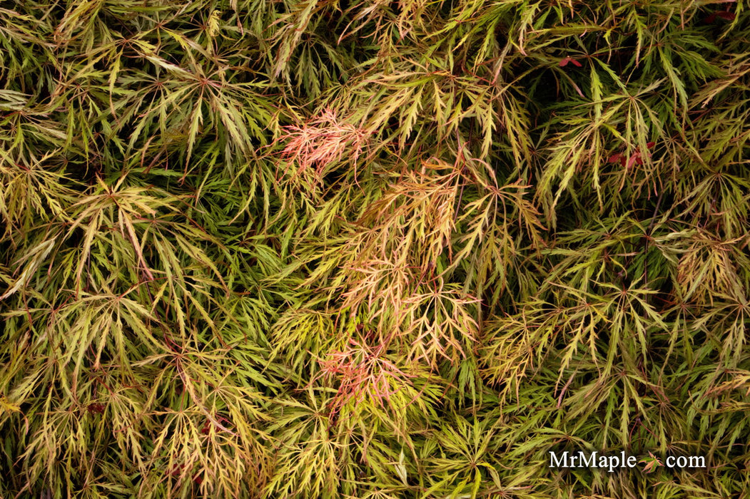 '- Acer palmatum 'Shu shidare' Weeping Japanese Maple - Mr Maple │ Buy Japanese Maple Trees