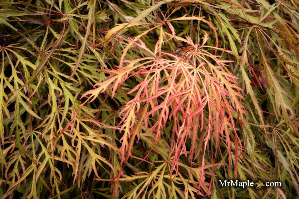 '- Acer palmatum 'Shu shidare' Weeping Japanese Maple - Mr Maple │ Buy Japanese Maple Trees