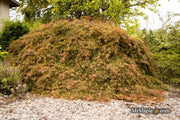 - Acer palmatum 'Shu shidare' Weeping Japanese Maple - Mr Maple │ Buy Japanese Maple Trees
