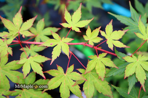 - Acer palmatum 'Sir Damon' Coral Bark Japanese Maple - Mr Maple │ Buy Japanese Maple Trees