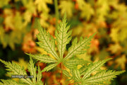 - Acer palmatum 'Sister Ghost' Japanese Maple - Mr Maple │ Buy Japanese Maple Trees