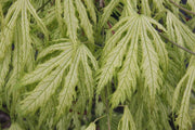 - Acer palmatum 'Sister Ghost' Japanese Maple - Mr Maple │ Buy Japanese Maple Trees