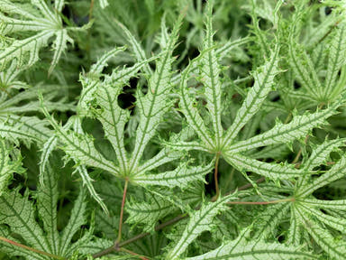 - Acer palmatum 'Sister Ghost' Japanese Maple - Mr Maple │ Buy Japanese Maple Trees