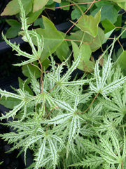 - Acer palmatum 'Sister Ghost' Japanese Maple - Mr Maple │ Buy Japanese Maple Trees