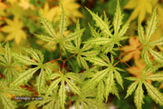 - Acer palmatum 'Sister Ghost' Japanese Maple - Mr Maple │ Buy Japanese Maple Trees