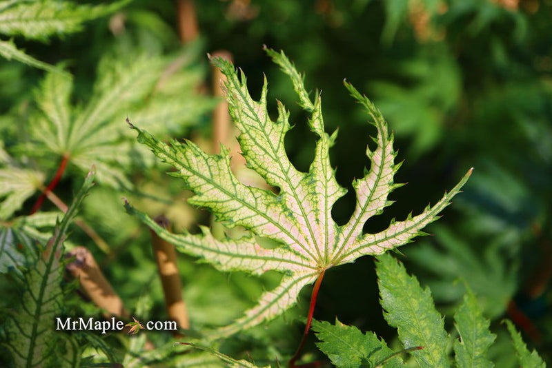 - Acer palmatum 'Sister Ghost' Japanese Maple - Mr Maple │ Buy Japanese Maple Trees
