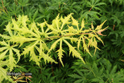 - Acer palmatum 'Sister Ghost' Japanese Maple - Mr Maple │ Buy Japanese Maple Trees