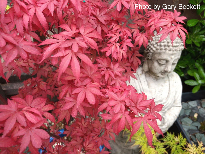 - Acer palmatum 'Skeeter's Broom’ Narrow Red Japanese Maple - Mr Maple │ Buy Japanese Maple Trees