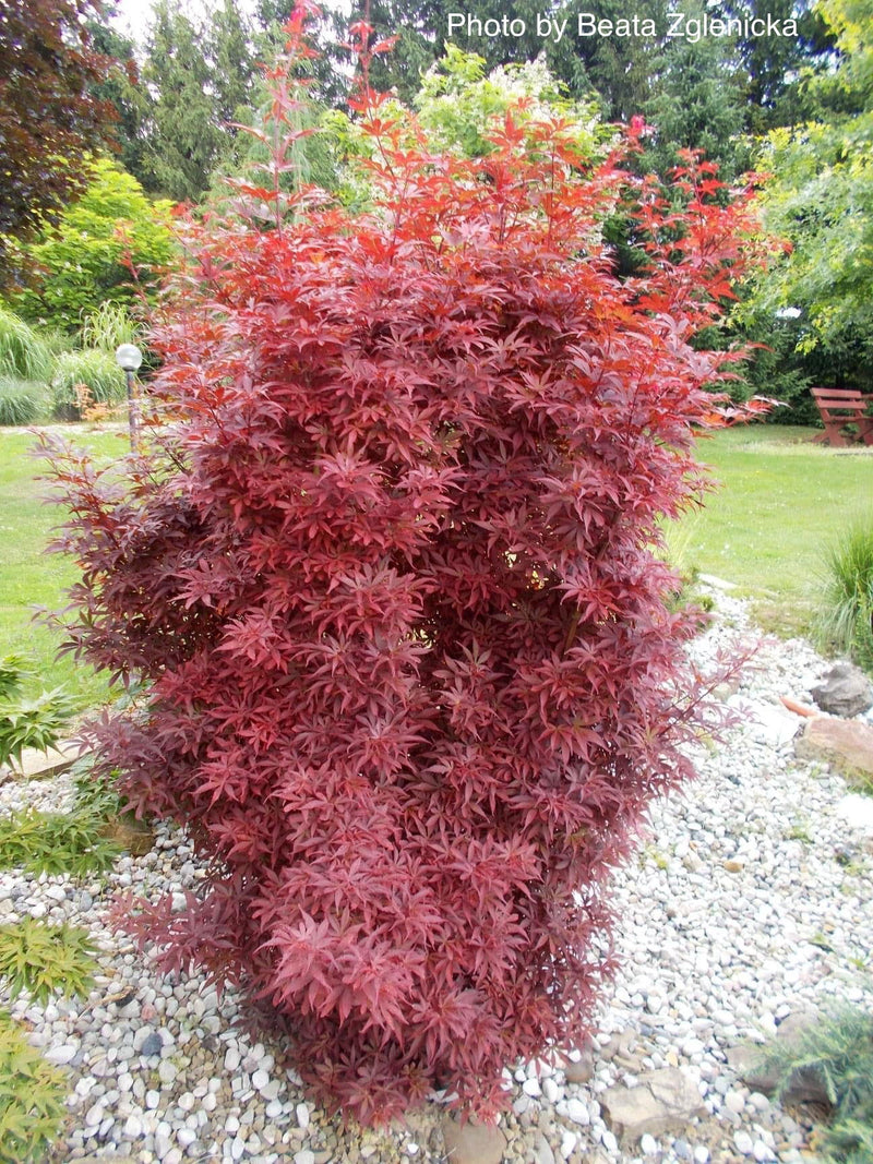 - Acer palmatum 'Skeeter's Broom’ Narrow Red Japanese Maple - Mr Maple │ Buy Japanese Maple Trees