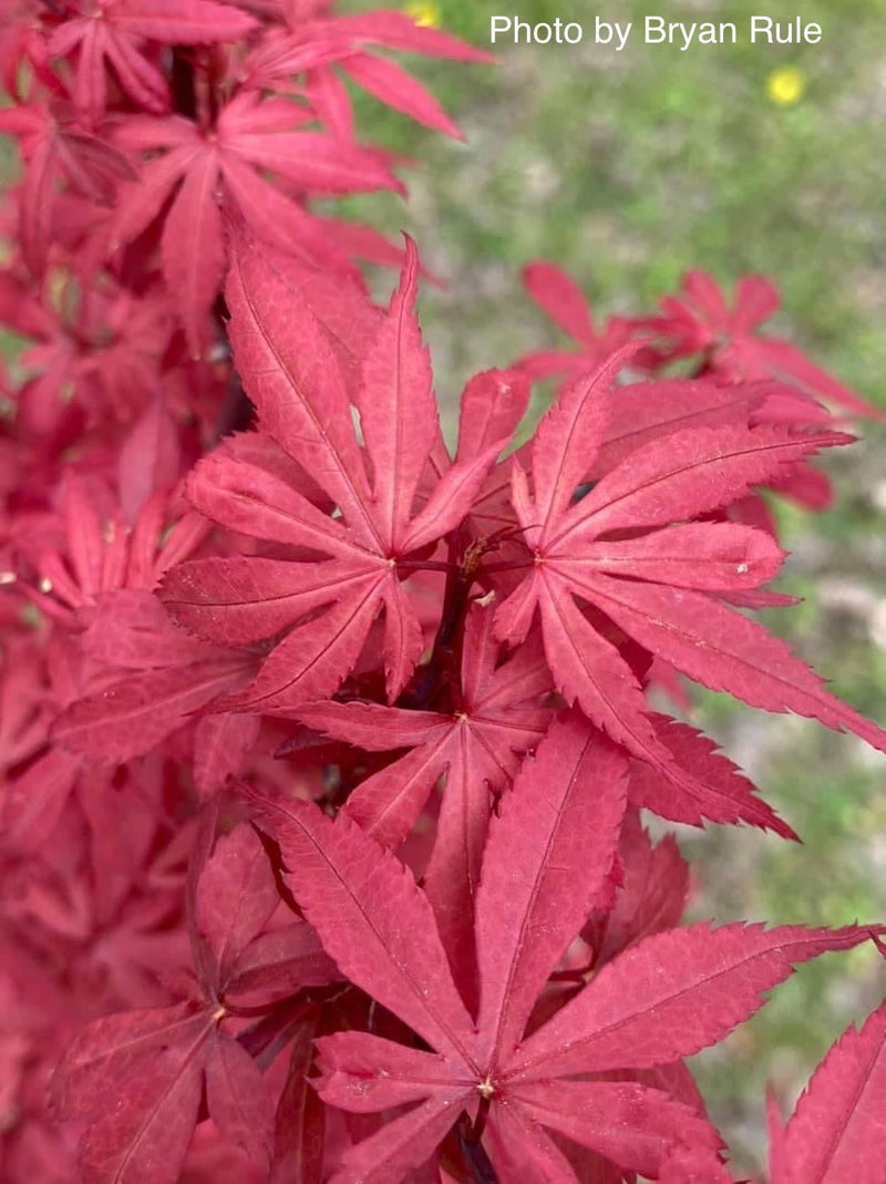 - Acer palmatum 'Skeeter's Broom’ Narrow Red Japanese Maple - Mr Maple │ Buy Japanese Maple Trees
