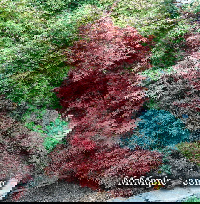 - Acer palmatum 'Skeeter's Broom’ Narrow Red Japanese Maple - Mr Maple │ Buy Japanese Maple Trees