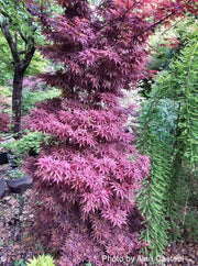 - Acer palmatum 'Skeeter's Broom’ Narrow Red Japanese Maple - Mr Maple │ Buy Japanese Maple Trees