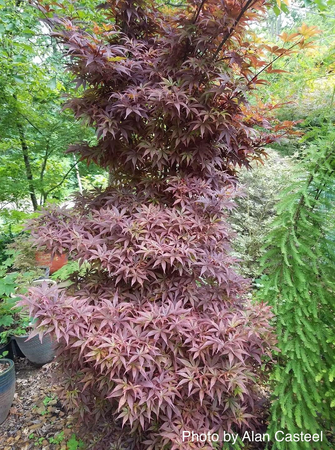 Buy Acer palmatum 'Skeeter's Red' Narrow Red Japanese Maple