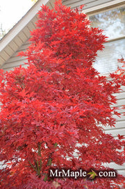 - Acer palmatum 'Skeeter's Broom’ Narrow Red Japanese Maple - Mr Maple │ Buy Japanese Maple Trees