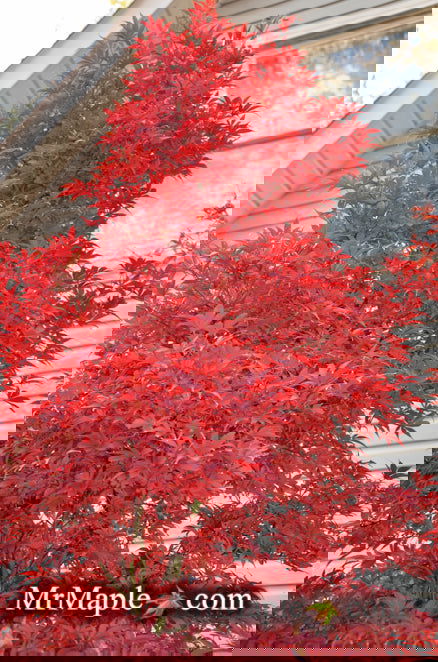 - Acer palmatum 'Skeeter's Broom’ Narrow Red Japanese Maple - Mr Maple │ Buy Japanese Maple Trees