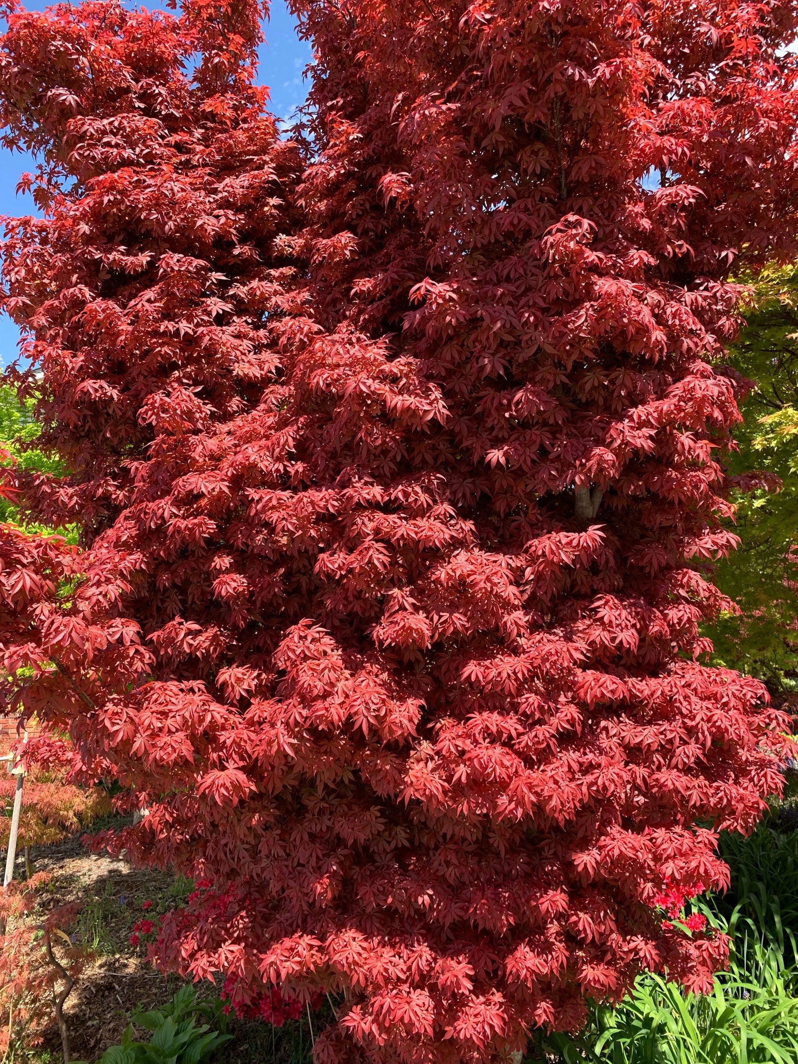 Buy Acer palmatum 'Skeeter's Red' Narrow Red Japanese Maple — Mr Maple ...