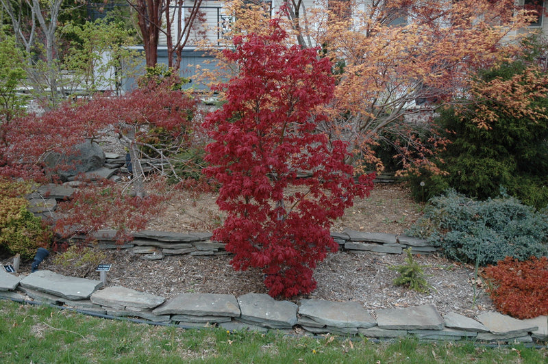 - Acer palmatum 'Skeeter's Broom’ Narrow Red Japanese Maple - Mr Maple │ Buy Japanese Maple Trees
