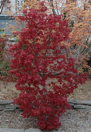 - Acer palmatum 'Skeeter's Broom’ Narrow Red Japanese Maple - Mr Maple │ Buy Japanese Maple Trees