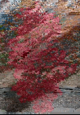 - Acer palmatum 'Skeeter's Broom’ Narrow Red Japanese Maple - Mr Maple │ Buy Japanese Maple Trees