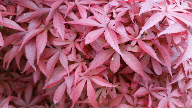 - Acer palmatum 'Skeeter's Broom’ Narrow Red Japanese Maple - Mr Maple │ Buy Japanese Maple Trees