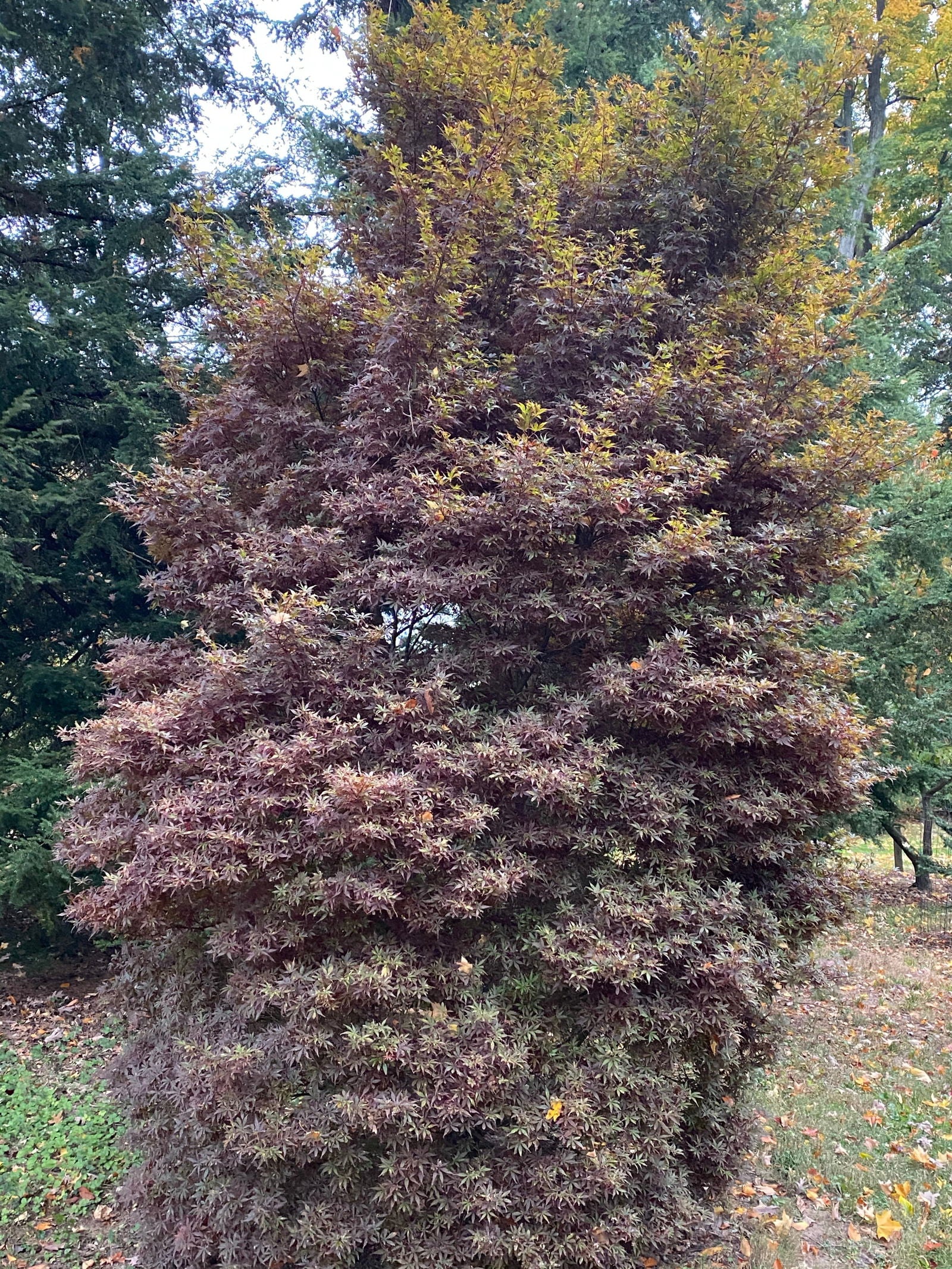 Buy Acer palmatum 'Skeeter's Red' Narrow Red Japanese Maple — Mr