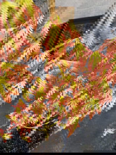 - Acer palmatum 'Spring Blast' Japanese Maple - Mr Maple │ Buy Japanese Maple Trees