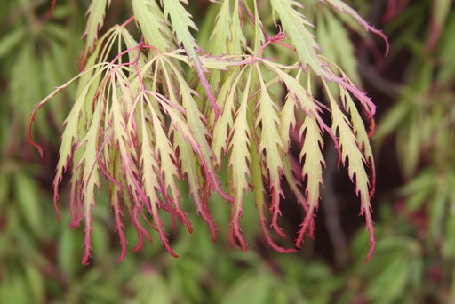 - Acer palmatum 'Spring Delight' Japanese Maple - Mr Maple │ Buy Japanese Maple Trees