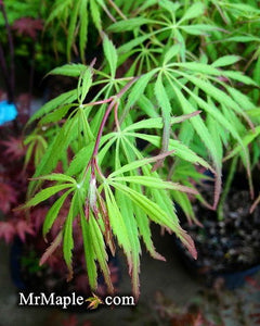 Buy Acer palmatum dissectum 'Spring Delight' Japanese Maple — Mr Maple ...