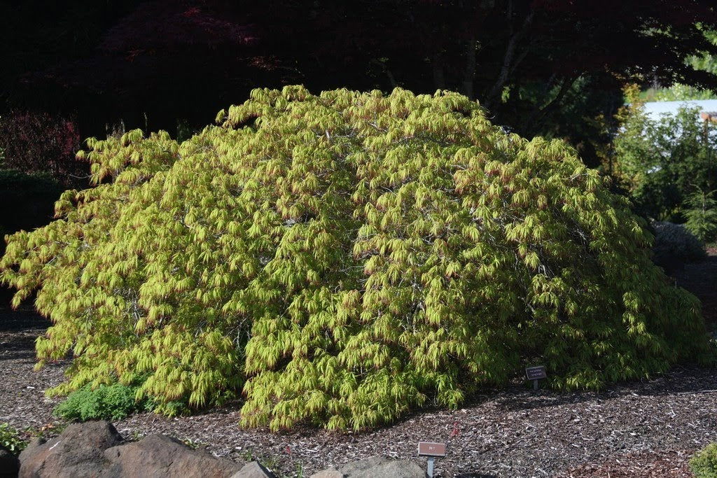 '- Acer palmatum 'Spring Delight' Japanese Maple - Mr Maple │ Buy Japanese Maple Trees