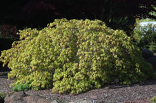 Buy Acer palmatum dissectum 'Spring Delight' Japanese Maple — Mr Maple ...