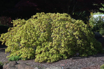 Buy Acer palmatum dissectum 'Spring Delight' Japanese Maple — Mr Maple ...